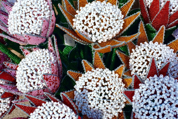 Boa king protea
