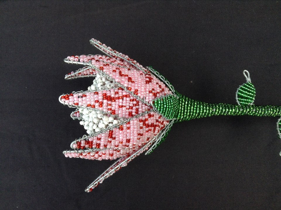 Boa king protea